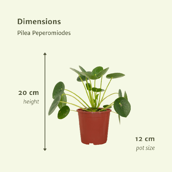 Image of Chinesischer Geldbaum Pilea Peperomioides Zimmerpflanze Ø12cm ↕20cm – pflegeleichte Grünpflanze für Wohnzimmer, Büro & helle Standorte kaufen-3