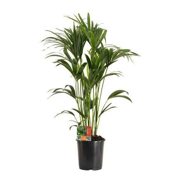 Image of Kentiapalme Howea Forsteriana – Zimmerpflanze Ø24cm ↕120cm – pflegeleichte tropische Grünpflanze luftreinigend für Wohnzimmer Büro Schlafzimmer-0
