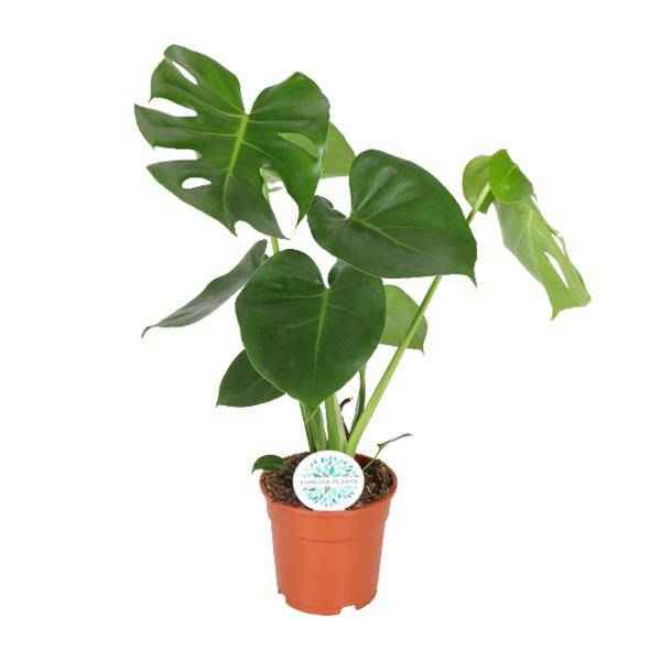 Image of Fensterblatt Monstera Minima Zimmerpflanze Ø17cm ↕55cm – pflegeleichte Grünpflanze für Wohnzimmer, Büro & helle Standorte kaufen-0