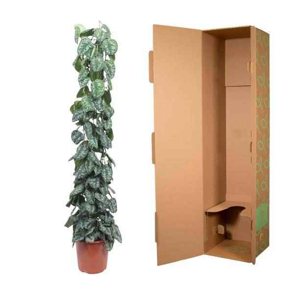 Image of Efeutute Scindapsus Pictus Trebie Zimmerpflanze Ø27cm ↕160cm – pflegeleichte Grünpflanze für Wohnzimmer, Büro & helle Standorte kaufen