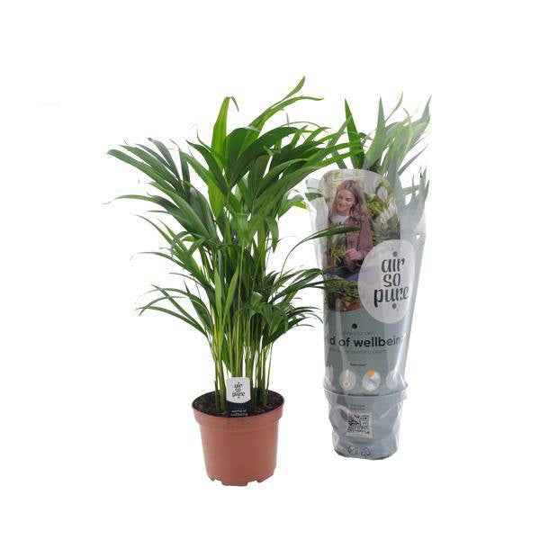 Image of Goldfruchtpalme – Dypsis Lutescens – Zimmerpflanze – Ø17cm – Höhe 65cm – elegante Innenraumbegrünung-0