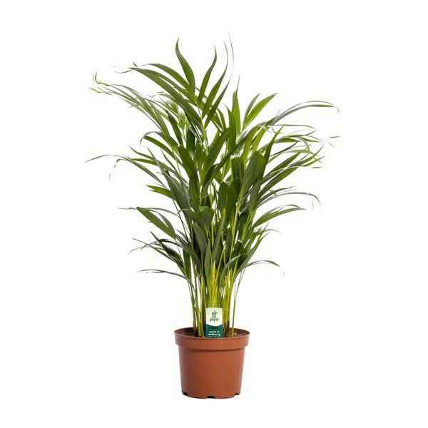 Image of Goldfruchtpalme Dypsis lutescens Zimmerpflanze Ø17cm ↕65cm – tropische Grünpflanze für Wohnzimmer, Büro & helle Standorte kaufen-0