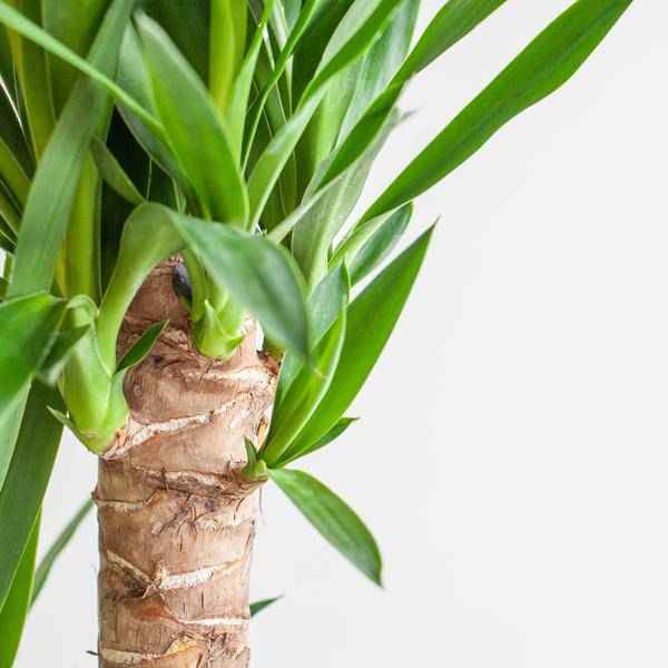Image of Dracaena Janet Lind 95cm – Drachenbaum Zimmerpflanze Ø21cm im weißen Viber Topf – pflegeleichte luftreinigende Grünpflanze für Wohnzimmer und Büro
