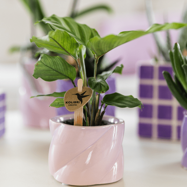 Image of Calathea – Korbmarante – Zimmerpflanze Ø6cm – Luftreinigende tropische Blattschmuckpflanze mit auffälligem Blattmuster