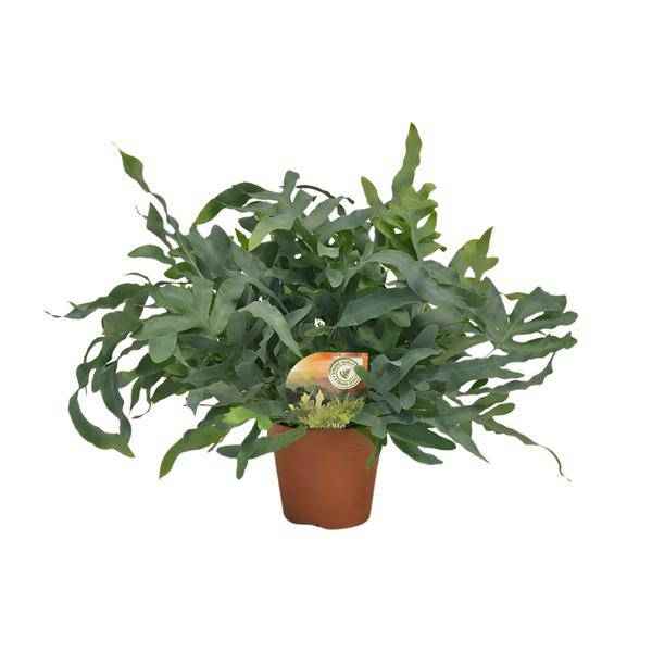 Image of Tüpfelfarn – Phlebodium aureum 'Blue Star' – Ø17cm – 60cm hoch – Zimmerpflanze – Luftreinigend & dekorativ – Bläuliches Farnlaub für Wohnraum & Büro-0