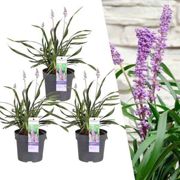 Image of Liriope muscari 'Ingwersen' – Glöckchentraube – Immergrüne Staude – Ø14cm – ↕25-30cm – 3 Pflanzen – Bodendecker für Schatten & Halbschatten