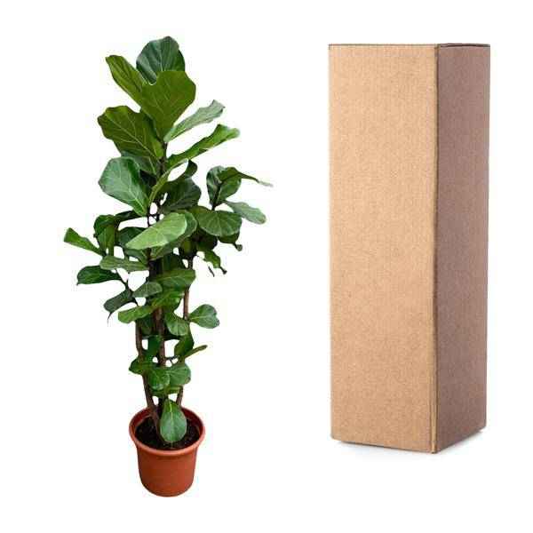 Image of Geigen – Feige – Ficus Lyrata – Zimmerpflanze 200cm – Ø40cm – XXL – Designpflanze mit großen geigenförmigen Blättern – Pflegeleicht-3