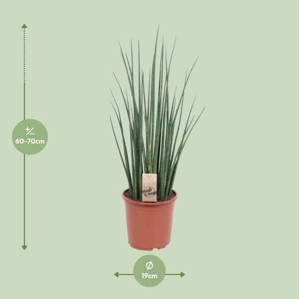 Image of Bogenhanf – Sansevieria Mikado – Zimmerpflanze – Ø19cm – ↕70cm – Schwiegermutterzunge – pflegeleicht & luftreinigend-1
