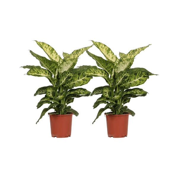 Image of Dieffenbachia Mars – Dieffenbachie – 2 Pflanzen – Zimmerpflanze – Ø17cm – ↕50cm – Tropisches Grün mit gemusterten Blättern-0
