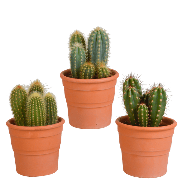 Image of Kakteen Mix 3 Pflanzen Ø10,5cm – pflegeleichtes Pflanzen Set für Urban Jungle, Fensterbank, Wohnzimmer & Büro-0