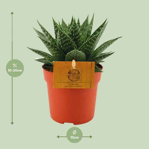 Image of Sukkulente Gasterie Hybride Aurora Zimmerpflanze Ø11cm ↕15cm – pflegeleichte Sukkulente für Wohnzimmer, Büro & helle Standorte kaufen