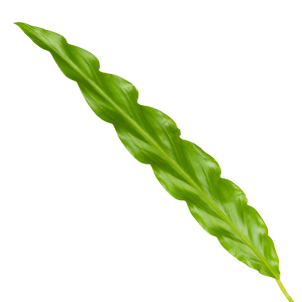 Image of Calathea Bluegrass – Korbmarante Zimmerpflanze – Blaugrüne Blätter mit lila Unterseite – ↕35cm – Ø12cm – Tropische Pflanze für Zuhause & Büro-1