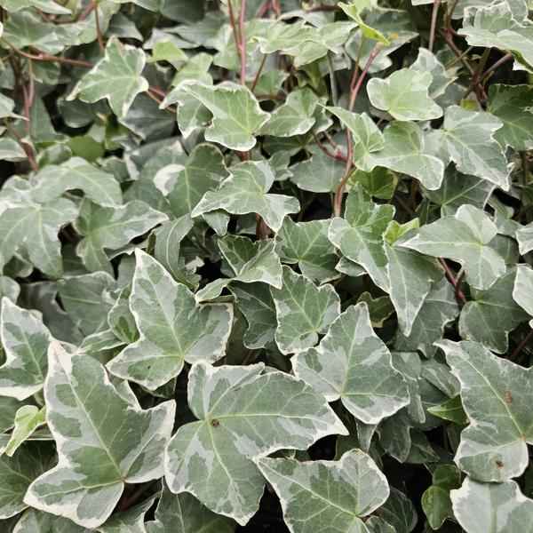Image of Hedera helix 'Glacier' – Weißgrüner Efeu – Ø9cm – ↕10-25cm – 6 Pflanzen – Bodendecker & pflegeleicht – schnellwachsend-0