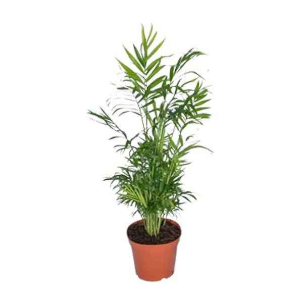 Image of Mexikanische Bergpalme – Chamaedorea Elegans – Ø17cm x H55cm – Pflegeleichte Zimmerpalme – Für Halbschatten – Luftreinigend – Im Pflanztopf-0