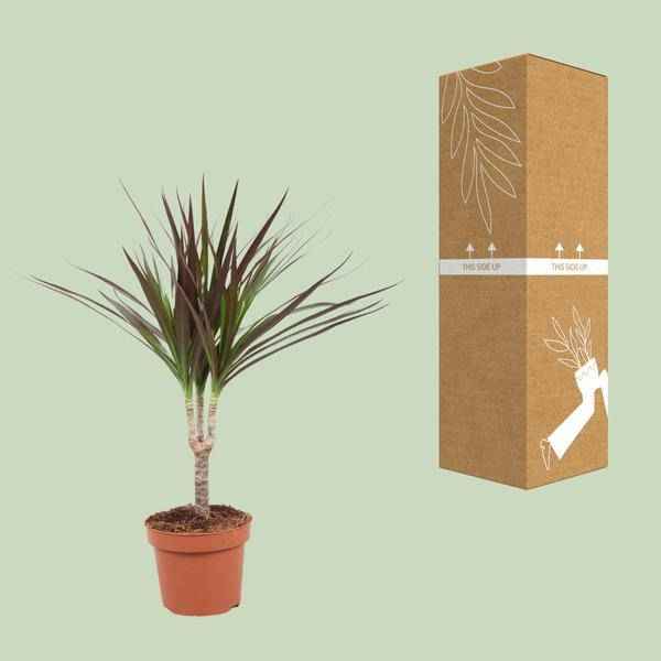 Image of Drachenbaum Dracaena Magenta Zimmerpflanze Ø12cm ↕50cm – pflegeleichte Grünpflanze für Wohnzimmer, Büro & helle Standorte kaufen-2
