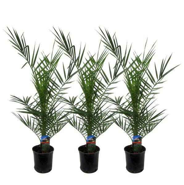 Image of Phoenix Canariensis – Kanarische Dattelpalme – Zimmerpflanze – Ø15cm – Höhe ca. 80cm – 3 Pflanzen