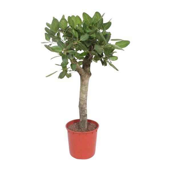 Image of Ficus Benghalensis – Banyan – Feige auf Stamm – ca. 150cm Höhe – Zimmerpflanze mit großen glänzenden Blättern – Topfgröße Ø34cm – Elegante Innenraum