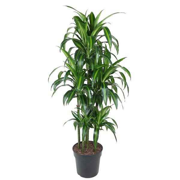 Image of Drachenbaum – Dracaena Hawaiiana Karussell 150cm – Ø31cm – Zimmerpflanze mit langen glänzenden Blättern-0
