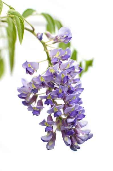 Image of Chinesischer Blauregen – Wisteria sinensis ‘Prolific’ – Glyzinie – Ø15cm – ca. 65cm hoch – lila Blütentrauben