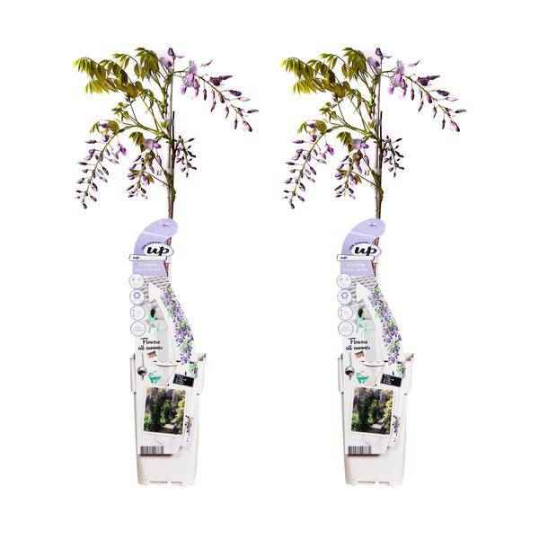Image of Chinesischer Duft – Blauregen – Wisteria sinensis 'Caroline' – 2 Pflanzen – Ø15cm – ca. 65cm hoch – Winterharte Kletterpflanze mit blau