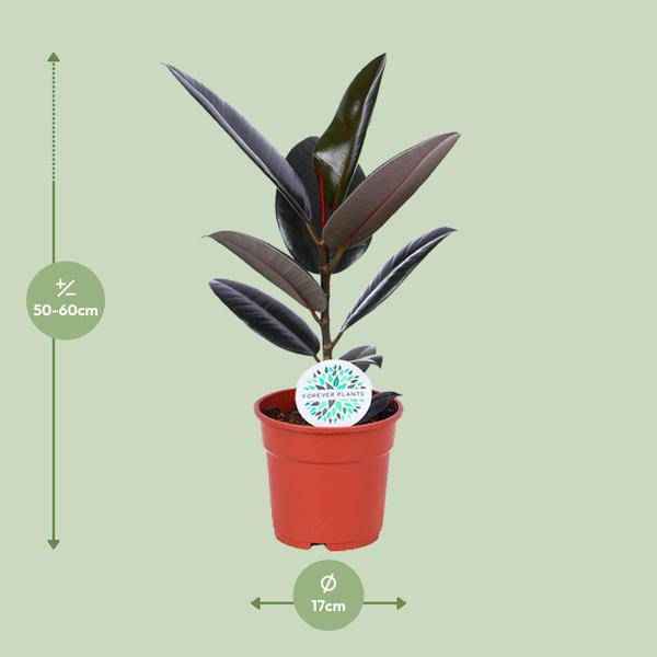 Image of Gummibaum Ficus Elastica Abidjan Zimmerpflanze Ø17cm ↕55cm – pflegeleichte Grünpflanze für Wohnzimmer, Büro & helle Standorte kaufen-1