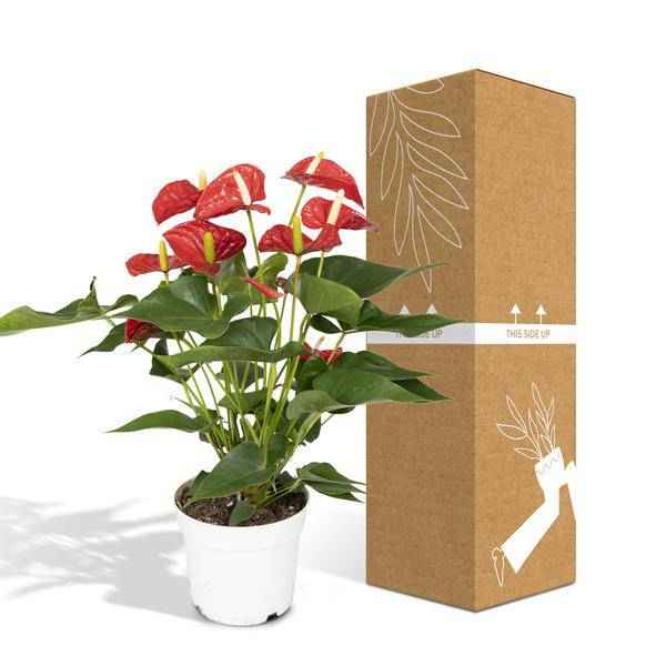 Image of Flamingoblume – Anthurium Rot – Zimmerpflanze – Ø17cm – ↕55cm – Elegante rote Blüten – Pflegeleichte Zimmerpflanze-4