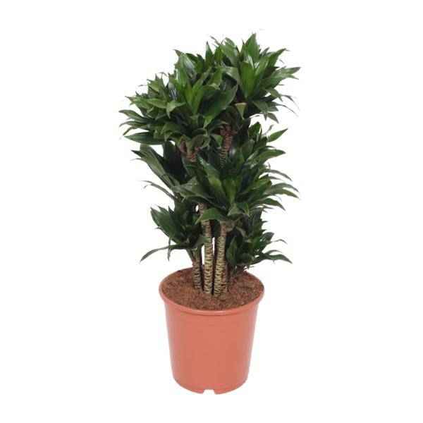 Image of Drachenbaum – Dracaena Compacta – Zimmerpflanze – Ø24cm – ↕80cm – pflegeleichte Luftreiniger-Pflanze für Zuhause & Büro-0