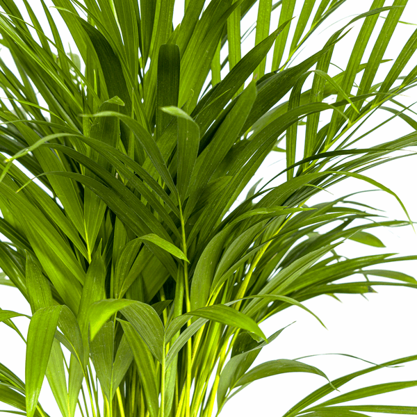 Image of Dypsis Areca Lutescens – Goldfruchtpalme – Zimmerpflanze Ø19cm ↕80-100cm – Federartige Blätter – Tropisches Flair – Pflegeleicht-1