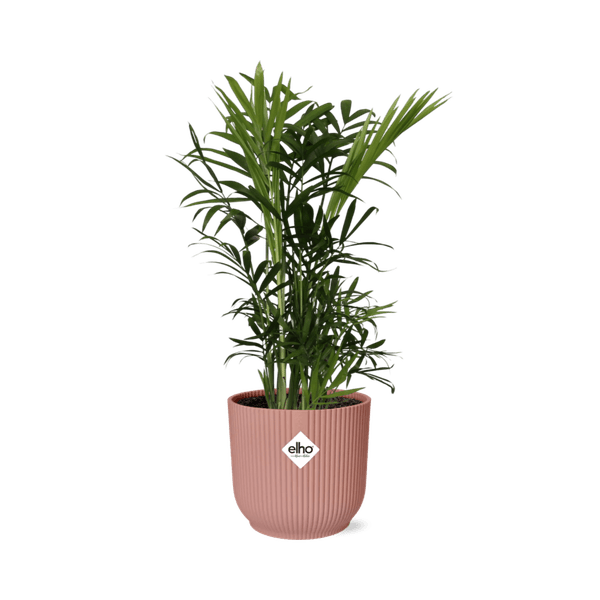 Image of Mexikanische Bergpalme – Chamaedorea Elegans – elegante Zimmerpflanze – pflegeleicht & luftreinigend – Ø14cm Topf – mit Vibes Fold Rosa Übertopf-0