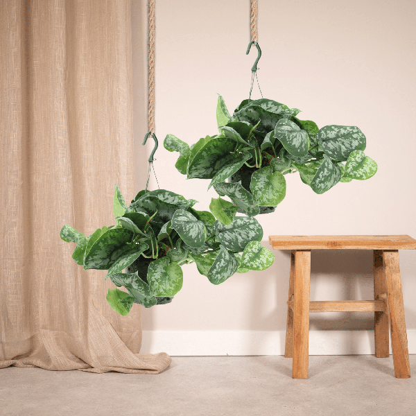 Image of Efeutute Scindapsus pictus Trebie Epipremnum Zimmerpflanze Ø15cm ↕25cm – pflegeleichte Grünpflanze für Wohnzimmer, Büro & helle Standorte kaufen-1