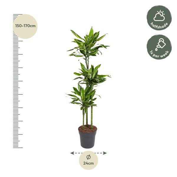 Image of Drachenbaum Zimmerpflanze Ø24cm ↕160cm – pflegeleichte Grünpflanze für Wohnzimmer, Büro & helle Standorte kaufen-1
