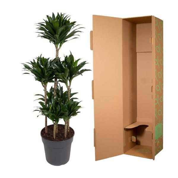 Image of Drachenbaum – Dracaena Compacta Karussell 130cm – Ø31cm – Zimmerpflanze mit dunkelgrünen glänzenden Blättern-2