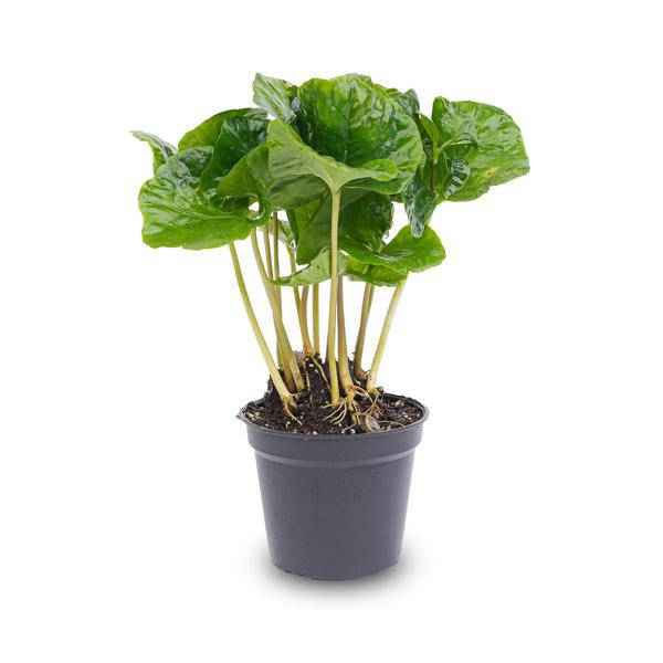 Image of Kaffeepflanze Coffea Arabica Zimmerpflanze – pflegeleichte Grünpflanze für Wohnzimmer, Büro & helle Standorte kaufen-1