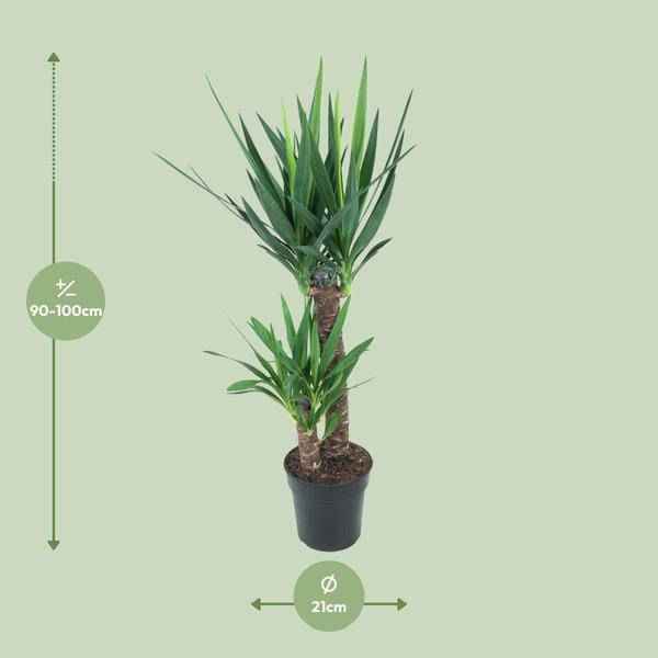 Image of Riesen – Palmlilie Yucca Elephantipes Zimmerpflanze Ø21cm ↕100cm – pflegeleichte Grünpflanze für Wohnzimmer, Büro & helle Standorte kaufen-1