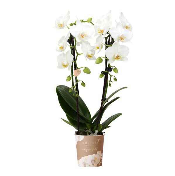 Image of Weiße Phalaenopsis-Orchidee Niagara Fall – Ø9cm – Blühende Zimmerpflanze – Luxuriöse, langlebige weiße Blüten – 35-40cm hoch-0