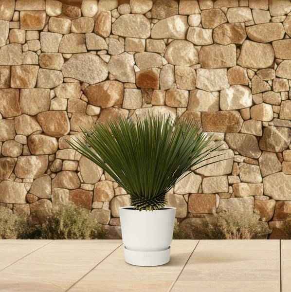 Image of Palmlilie Yucca Rostrata Zimmerpflanze Ø30cm ↕70cm – pflegeleichte Grünpflanze für Wohnzimmer, Büro & helle Standorte kaufen-3