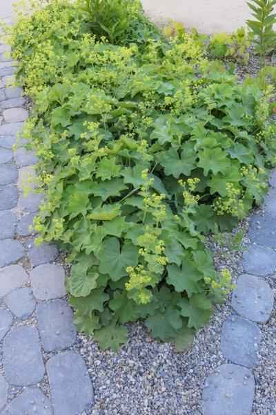 Image of Weicher Frauenmantel Alchemilla mollis – ↕10-25cm – Ø9cm – 6 Pflanzen – Bodendecker & Staude für Beete, schattige Plätze & Garten-4