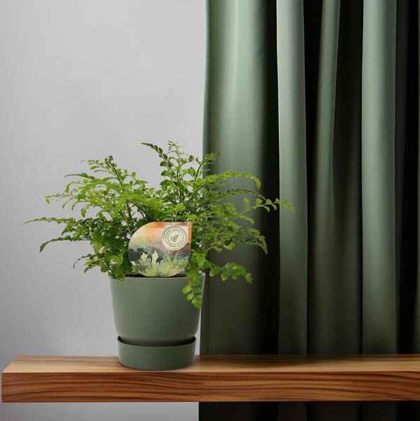 Image of Nestfarn Asplenium Parvati Zimmerpflanze Ø12cm ↕35cm – pflegeleichte Grünpflanze für Wohnzimmer, Büro & helle Standorte kaufen-3