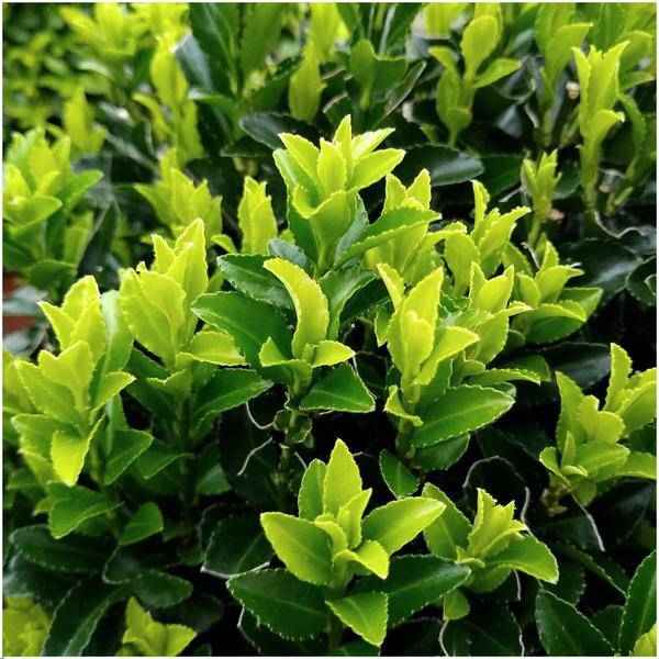 Image of Grüne Spindelstrauchhecke – Euonymus japonicus 'Green Spire' – 6 winterharte Heckenpflanzen – Immergrüne Gartenhecke – Sichtschutz ca. 1 Meter-2