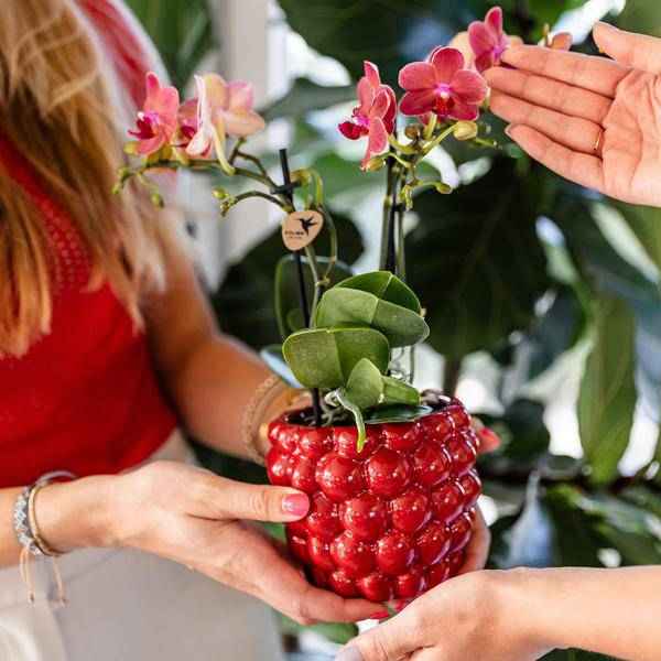 Image of Beeren – Topf Zimmerpflanze Ø9cm – pflegeleichte Grünpflanze für Wohnzimmer, Büro & helle Standorte kaufen-1
