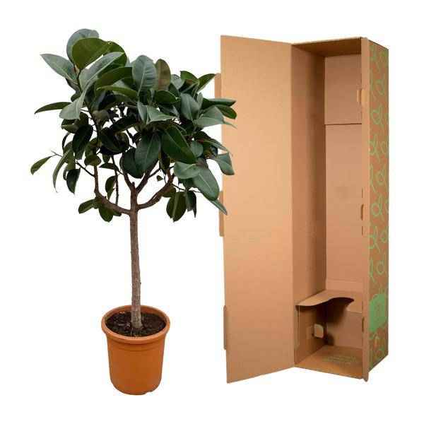 Image of Gummibaum Ficus Elastica Robusta Zimmerpflanze Ø40cm ↕170cm – pflegeleichte Grünpflanze für Wohnzimmer, Büro & helle Standorte kaufen-2