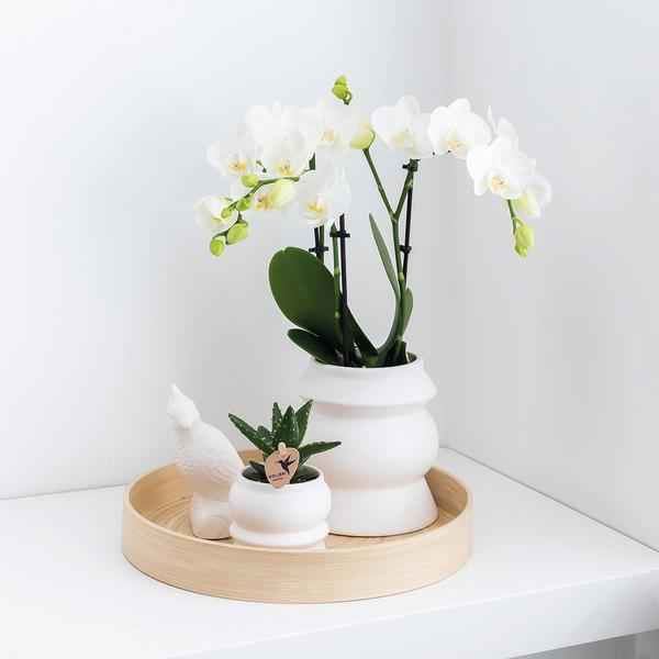 Image of Überraschungsbox Orchideen Ø9cm – pflegeleichtes Pflanzen Set für Urban Jungle, Fensterbank, Wohnzimmer & Büro-3