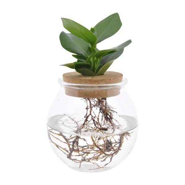 Image of Clusia im Kugelglas mit Schnappkorken – Ø12cm – ↕30cm – Hydroponie – Deko mit grünen Pflanzen