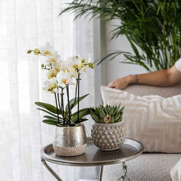 Image of Phalaenopsis Orchidee Amabilis Weiß – inkl. Elite Keramiktopf Silber – Zimmerpflanze ca. 35cm – Edle Orchidee mit 2-3 Blütenstielen-1