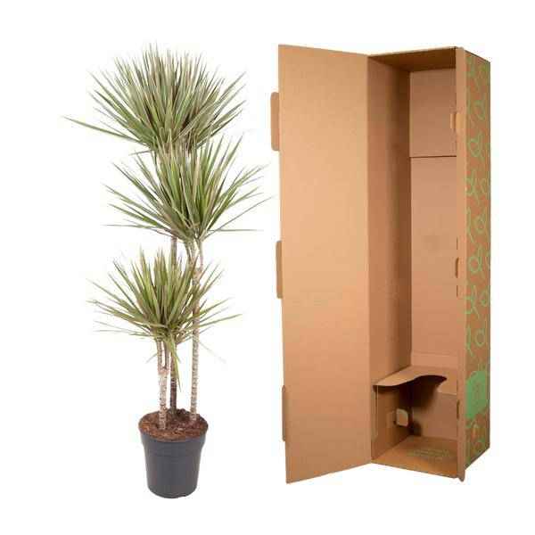 Image of Drachenbaum Zimmerpflanze Ø24cm ↕150cm – pflegeleichte Grünpflanze für Wohnzimmer, Büro & helle Standorte kaufen