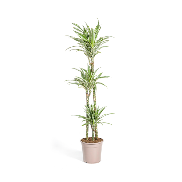 Image of Dracaena Deremensis White Stripe – Drachenbaum – Ø24cm – ↕130-150cm – Elegante Zimmerpflanze mit weißen Blattstreifen – Pflegeleicht & luftreinigend-0