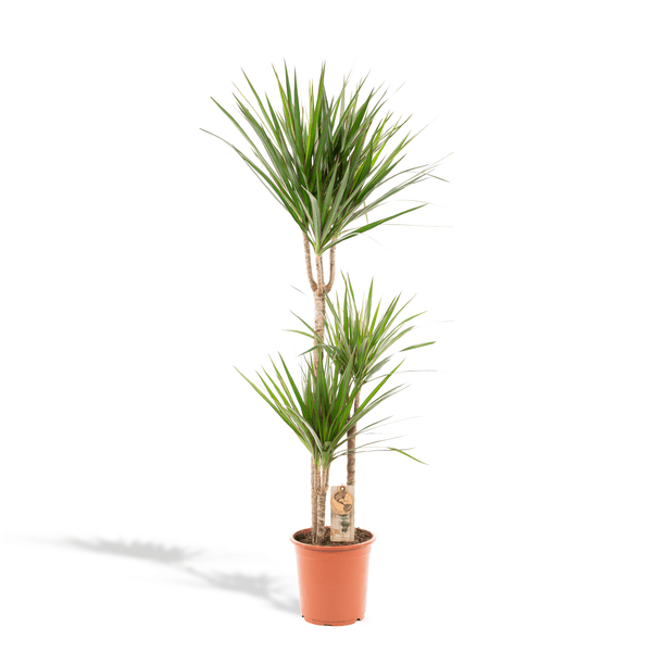 Image of Drachenbaum Dracaena Marginata – Zimmerpflanze – Ø21cm x ↕120cm – Tropische Grünpflanze mit luftreinigend – Pflegeleicht-0