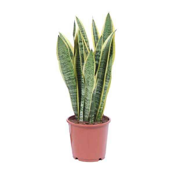 Image of Bogenhanf Sansevieria Trifasciata Laurentii Zimmerpflanze Ø14cm ↕50cm – pflegeleichte Grünpflanze für Wohnzimmer, Büro & helle Standorte kaufen-0