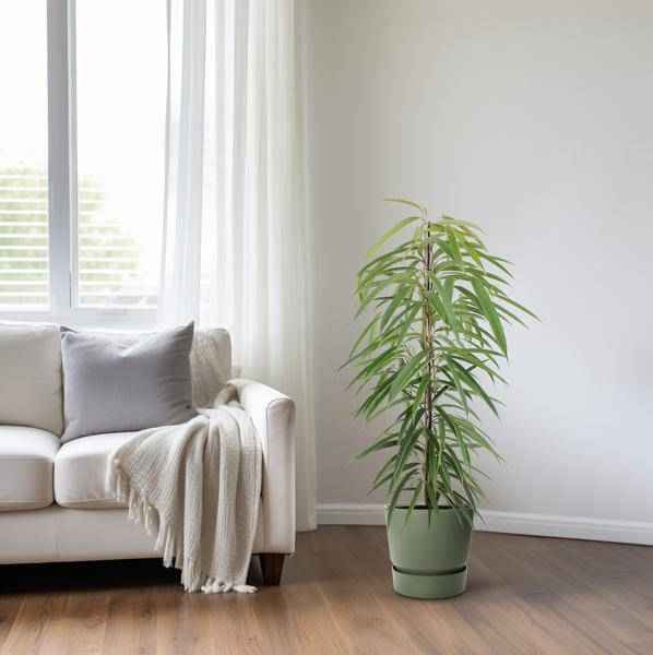 Image of Schmalblättrige Birkenfeige Ficus binnendijkii Alii Zimmerpflanze Ø21cm ↕80cm – pflegeleichte Grünpflanze für Wohnzimmer, Büro & helle Standorte-3