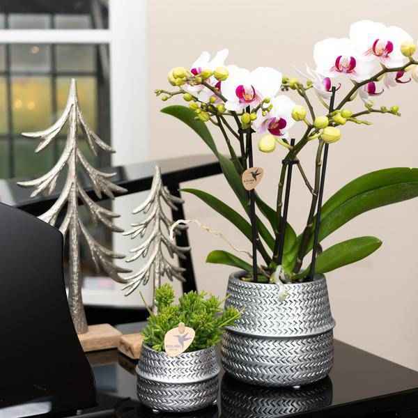 Image of Groove Blumentopf – Goldener Keramiktopf – Ø12cm – Dekorativer Ziertopf mit markantem Rillenmuster – Mattes Finish – Für Zimmerpflanzen & Orchideen-1